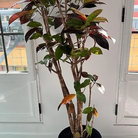 Apartment Piso En El Emblematico Barrio Antiguo De Oviedo